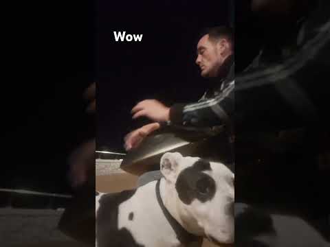 Appreciated peace - #fyp #dog #sound #cool #shorts #wow #viralvideo #foryou #foryoupage