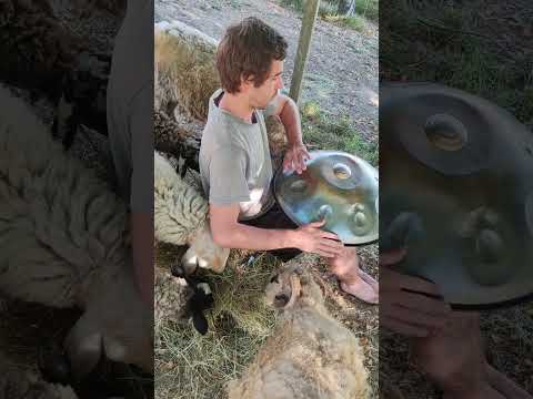 I Played Handpan to Sheep…