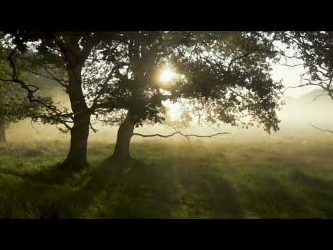 THE ROKERA - remixed by Michael Sibera junior