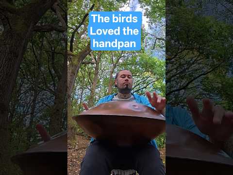 when the birds love the handpan #handpan #bird #nature #love