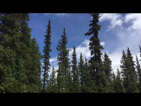 "Treelines" - The Arcadian Earth - Yishama F# Romanian Hijaz Pantam
