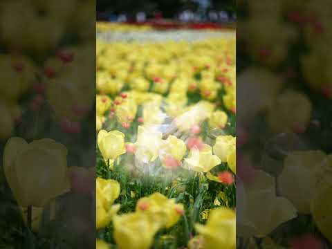 Calm Handpan BGM with Tulips — Soothing and Peaceful Vibes | Asato Tachibana