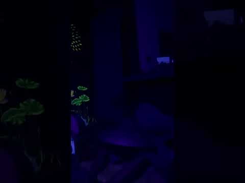 El Canto de la Naturaleza: Acústica y Conexión (Parte 2)