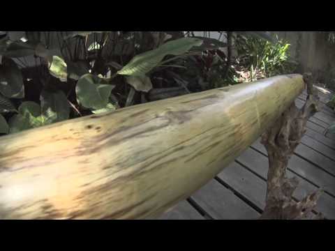 Eucalyptus Multiple Drone Didgeridoo with 4 changeable Mouthpieces