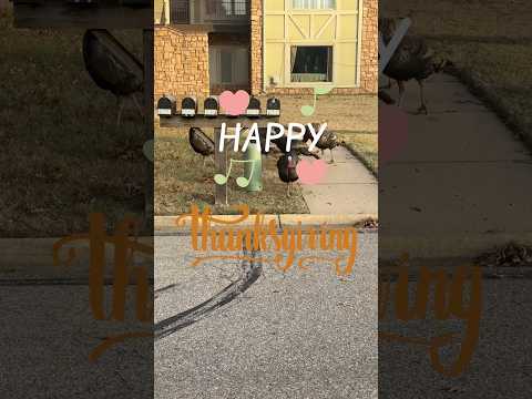 Happy Thanksgiving from the Neighborhood Turkeys! 🦃 #thanksgiving #turkeyinthestraw #handpan
