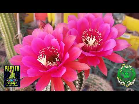 Cactus Flowers