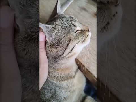 cat's enjoying