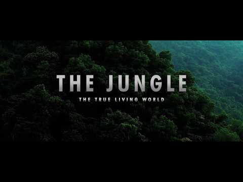 Anicca Project - Pandora (A true living forest)
