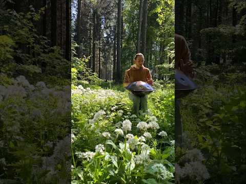 Wonderful Deister with the wild garlic in bloom [Handpan Music]
