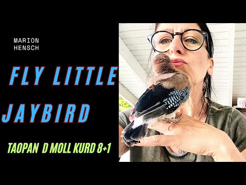 Fly Little Jaybird | Handpan Song | Taopan D Minor Kurd 8+1