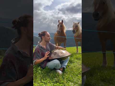 Beautiful Haflinger Horses