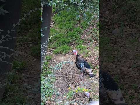 handpan vs wild turkeys 🦃