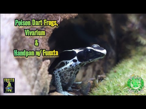 Poison Dart Frogs "Powder Blue", Vivarium & Handpan  w/ Funxta