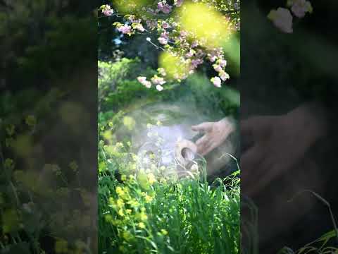 Relaxing Handpan BGM with Cherry Blossoms and Rapeseed | Asato Tachibana