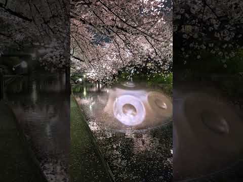 Night Cherry Blossoms — An Intimate Handpan Meditation | Asato Tachibana