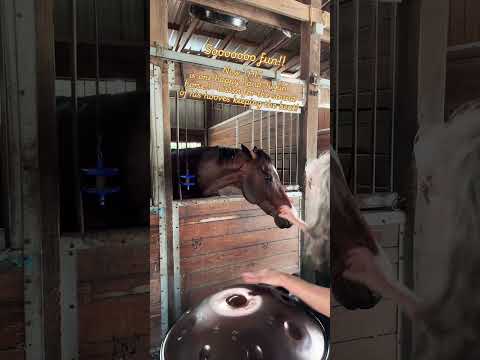 π π β¦ πΈπΆπ¦ β¦ Playing a D Minor Celtic handpan created by @arcanamusicalinstruments5557 π
