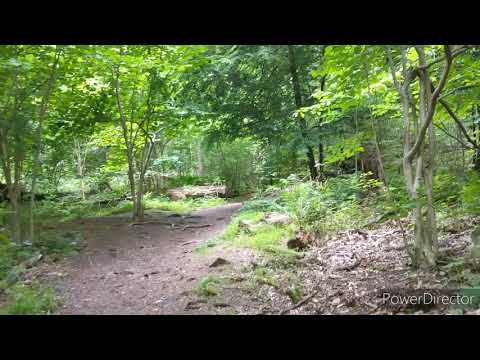 A walk through Nolde. Accompanied by Axiom Golden Gate Handpan