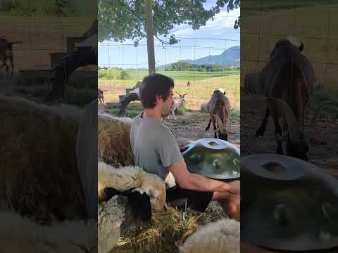 Playing for the animals | Relaxing Handpan Music