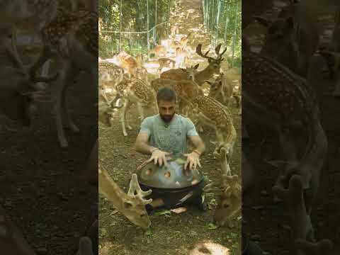 Handpan For the Deers in the Mountains of Lebanon #thesoundofeli #music #handpan #deer #nature