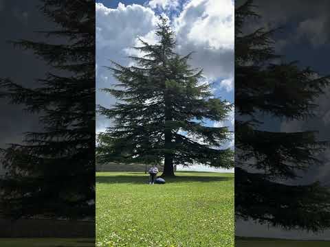 Handpan F# Pygmy 18 - Boutigny - France
