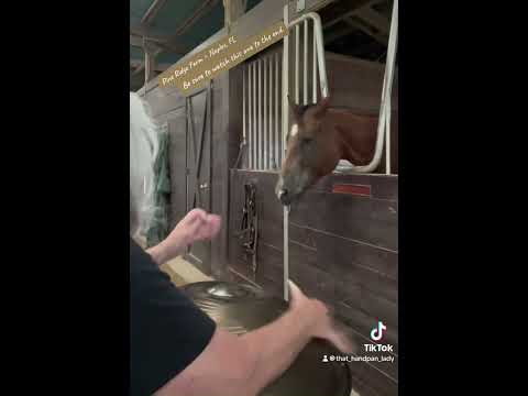 πΈπΆ π REALLY introducing the handpan to a horse β¦ be sure to watch to the end! π π πΈπΆ