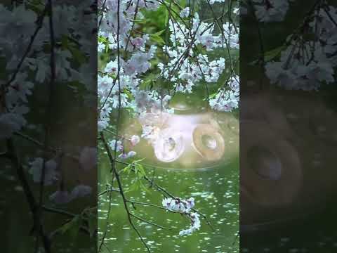 Cherry Blossoms by the River — A Flowing Handpan Meditation | Asato Tachibana