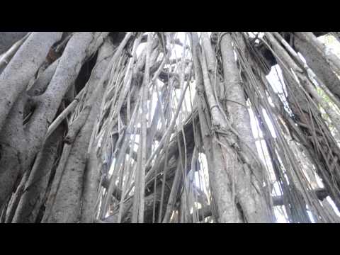 India,Arambol,Banyan tree - OMana Handpan,Morning improvisation