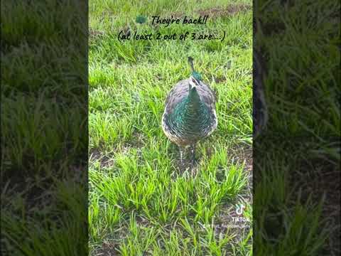 πΈπΆ π¦ Playing for Peafowl β¦ These 2 Peahens intrigue Yohko while the Peacock is busy elsewhere π¦πΆπΈ
