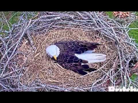 🦅…🛸🎶…Good Morning from Harriet and her two eggs! 🛸🎶..🦅