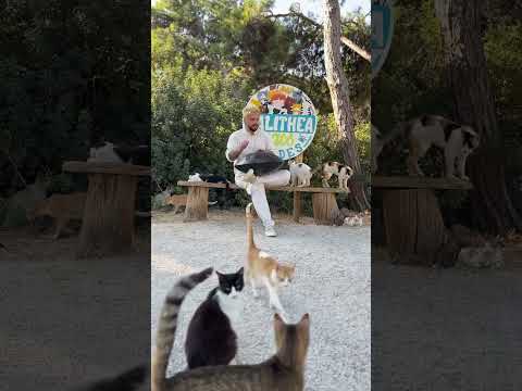 #Handpan #HandpanMusic #HangDrum #SoundHealing #MeditativeMusic #RelaxingMusic #WorldMusic #funnycat