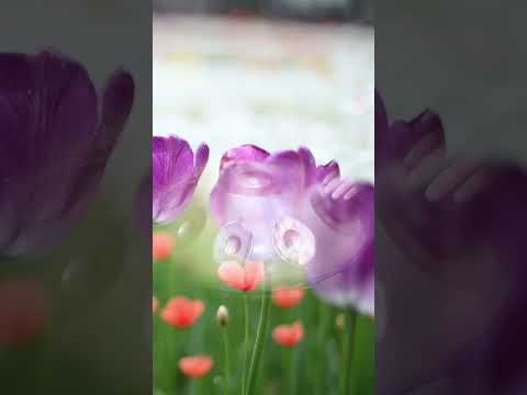 Relaxing Handpan BGM with Beautiful Japanese Tulips — Asato Tachibana