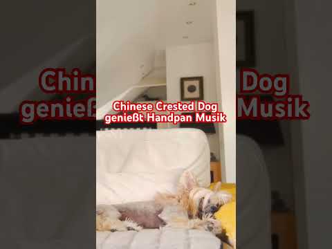 Chinese Crested Dog Mexx schläft bei Handpan Musik | Taopan Mini Handpan #groove #handpanmusic