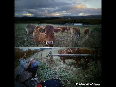 🐮🎶❤️ - HMFA N.03 - 2016 "60s Handpan Challenge 2.0/2.1" with cows