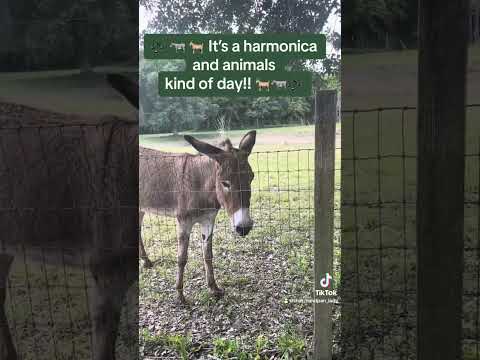 🎶🐐🫏 Something a little different 🫏🐐🎶